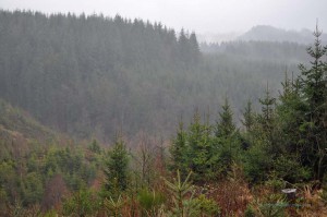 Wald