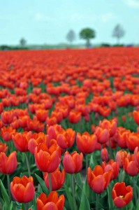 Tulpen