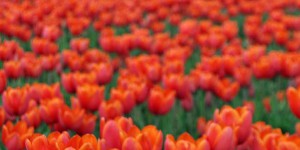 Tulpen