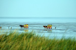 Pferdekutschen im Watt