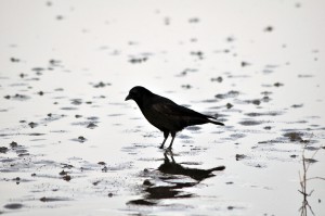 Vogel auf Nahrungssuche