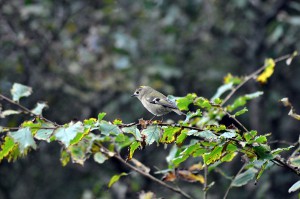 Wintergoldhähnchen