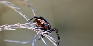 Spinne