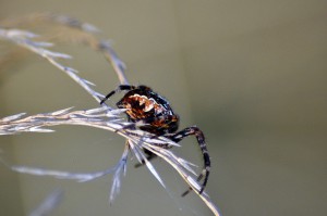 Spinne