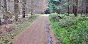 Wanderweg im Hochharz