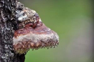 Pilz