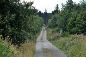 Wanderweg im Harz