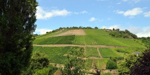 Weinlandschaft