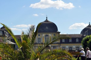 Palme am Rhein