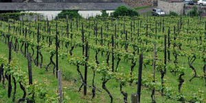 Brömser Burg in Rüdesheim