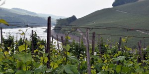 Wein und Mosel