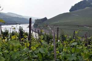 Wein und Mosel