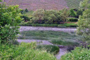 Die Saar bei Kanzem