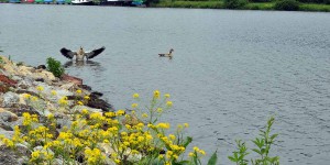 Nilgans auf der Saar