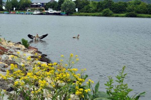 Nilgans auf der Saar