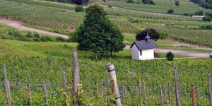 Weinregion Mosel und Saar