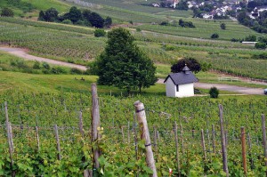 Weinregion Mosel und Saar