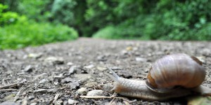 Schnecke auf dem Wanderweg