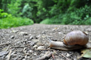 Schnecke auf dem Wanderweg