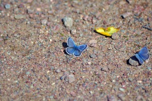 Schmetterling