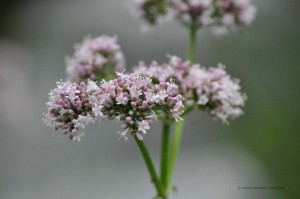 Blume
