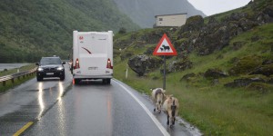 Ziegen auf der Straße