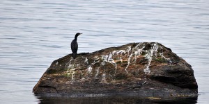Kormoran