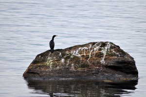 Kormoran
