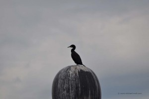 Kormoran