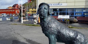 Hund von Honningsvåg