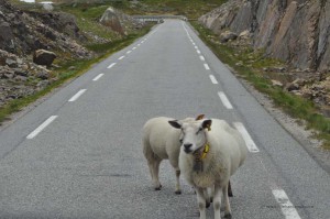 Schafe auf der Straße