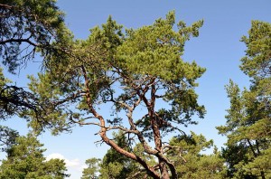 Natur pur