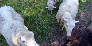 Schafe auf dem Wanderweg