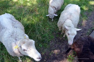Schafe auf dem Wanderweg