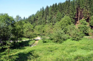 Grüne Landschaft im Sauerland