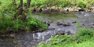 Hier mündet der Gierskoppbach in die Ruhr