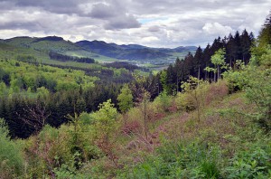 Das Sauerland bei Olsberg