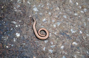 Blindschleiche