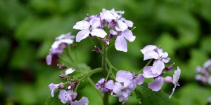 Flora im Sauerland