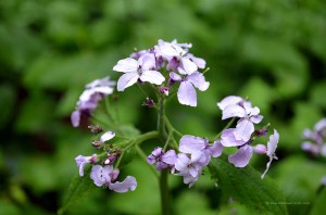 Flora im Sauerland