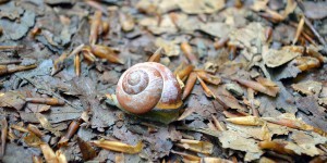 Schnecke