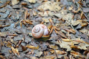Schnecke