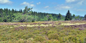 Heidelandschaft im Naturschutzgebiet Neuer Hagen