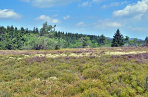 Heidelandschaft im Naturschutzgebiet Neuer Hagen