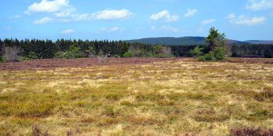 Heidelandschaft im Naturschutzgebiet Neuer Hagen