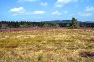 Heidelandschaft im Naturschutzgebiet Neuer Hagen