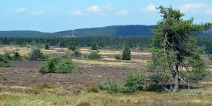 Heidelandschaft am Clemensberg