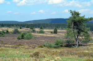 Heidelandschaft am Clemensberg