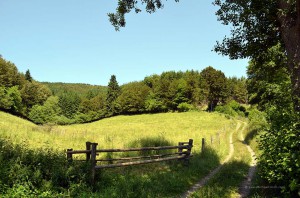 Landschaft bei Willingen