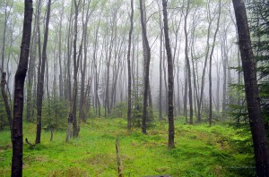 Wald an der Ederquelle